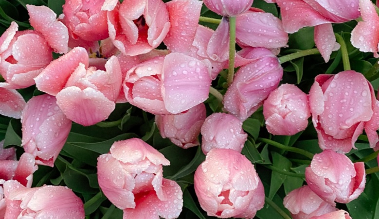 Keep Flowers Fresh